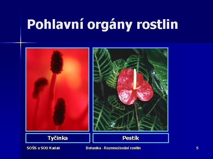 Pohlavní orgány rostlin Tyčinka SOŠS a SOU Kadaň Pestík Botanika - Rozmnožování rostlin 5