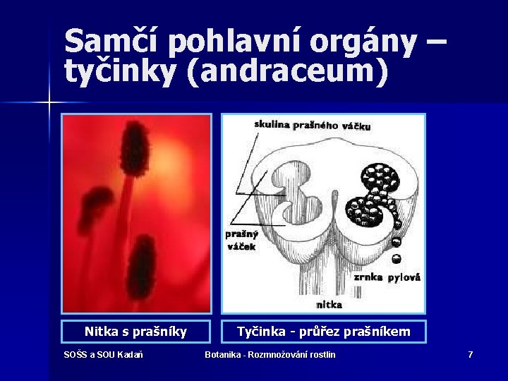 Samčí pohlavní orgány – tyčinky (andraceum) Nitka s prašníky SOŠS a SOU Kadaň Tyčinka