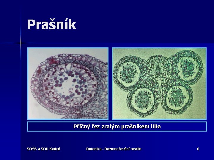 Prašník Příčný řez zralým prašníkem lilie SOŠS a SOU Kadaň Botanika - Rozmnožování rostlin