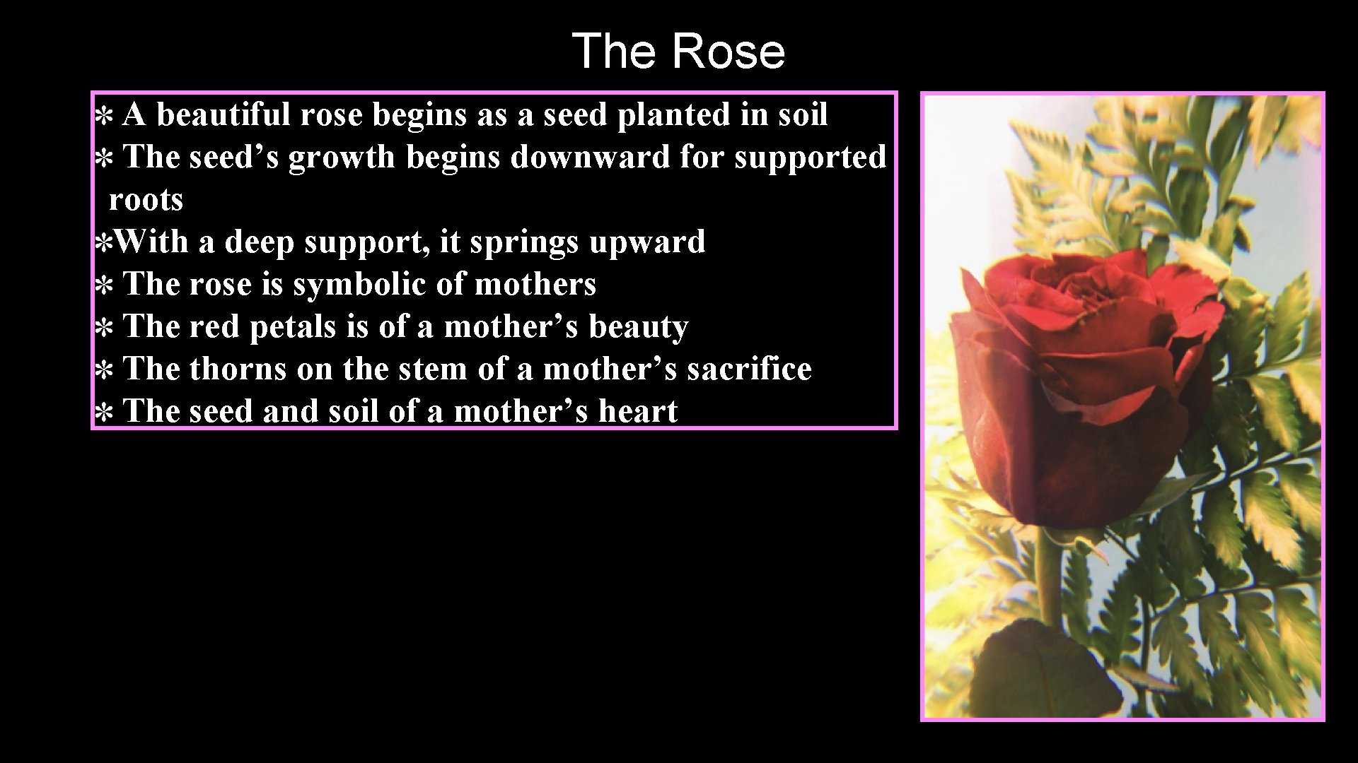 The Rose A beautiful rose begins as a seed planted in soil The seed’s