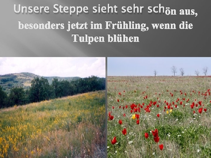 Unsere Steppe sieht sehr schön aus, besonders jetzt im Frühling, wenn die Tulpen blühen