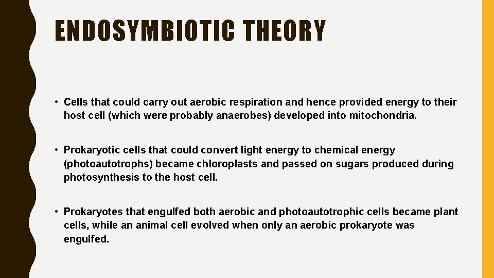 ENDOSYMBIOTIC THEORY • Cells that could carry out aerobic respiration and hence provided energy