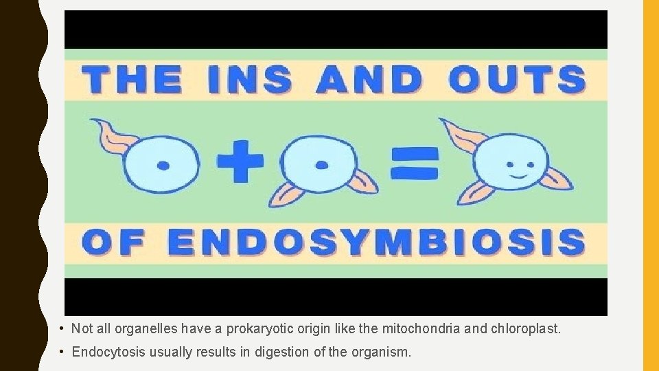  • Not all organelles have a prokaryotic origin like the mitochondria and chloroplast.