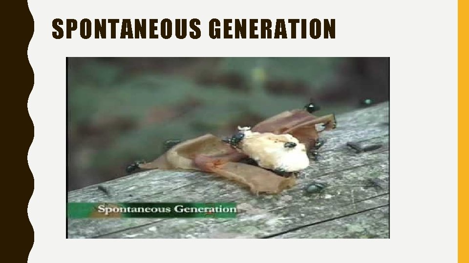 SPONTANEOUS GENERATION 