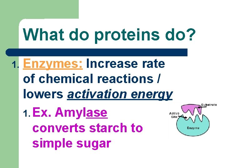 What do proteins do? 1. Enzymes: Increase rate of chemical reactions / lowers activation