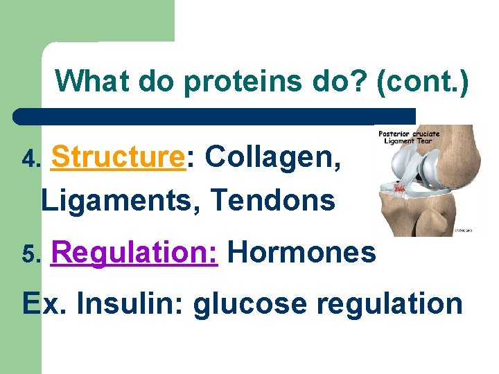 What do proteins do? (cont. ) Structure: Collagen, Ligaments, Tendons 4. 5. Regulation: Hormones