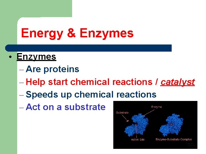 Energy & Enzymes • Enzymes – Are proteins – Help start chemical reactions /