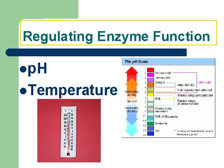 Regulating Enzyme Function p. H Temperature 