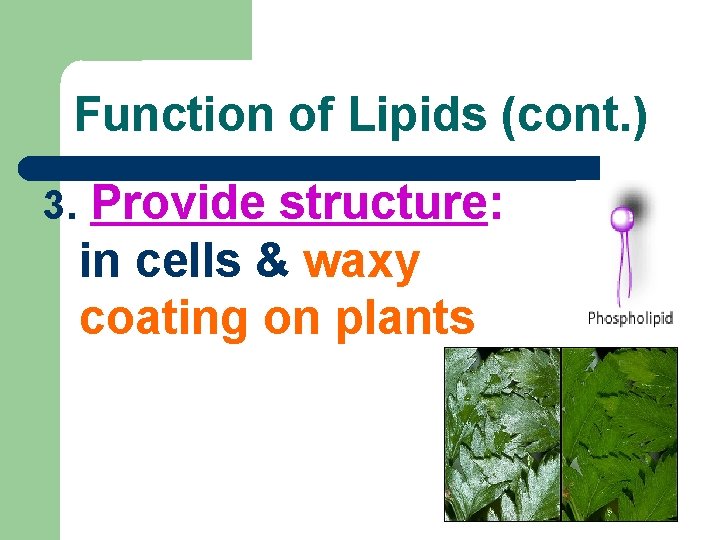 Function of Lipids (cont. ) 3. Provide structure: in cells & waxy coating on