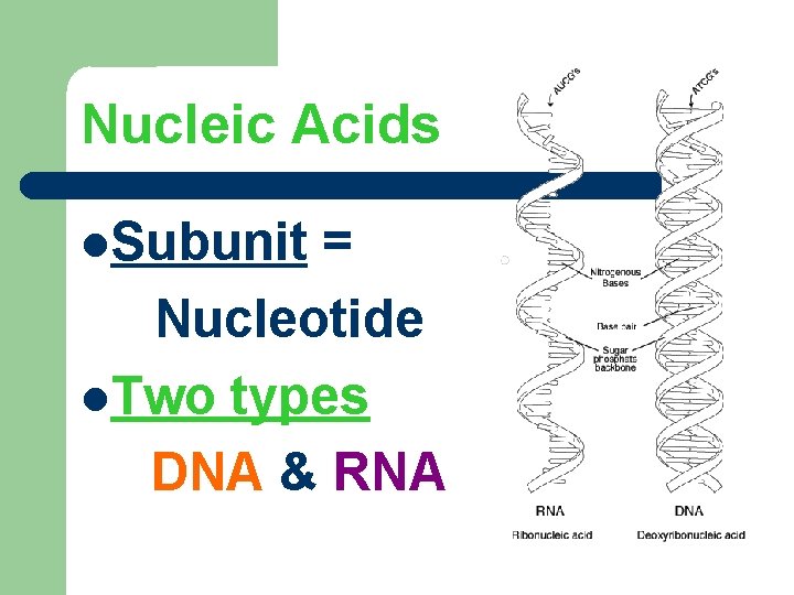 Nucleic Acids Subunit = Nucleotide Two types DNA & RNA 