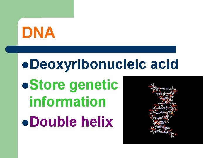 DNA Deoxyribonucleic Store genetic information Double helix acid 