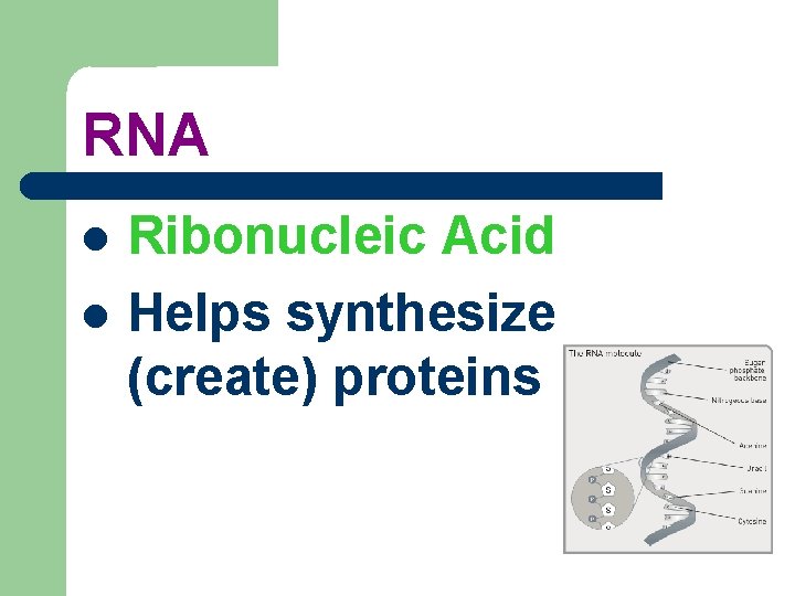 RNA Ribonucleic Acid Helps synthesize (create) proteins 