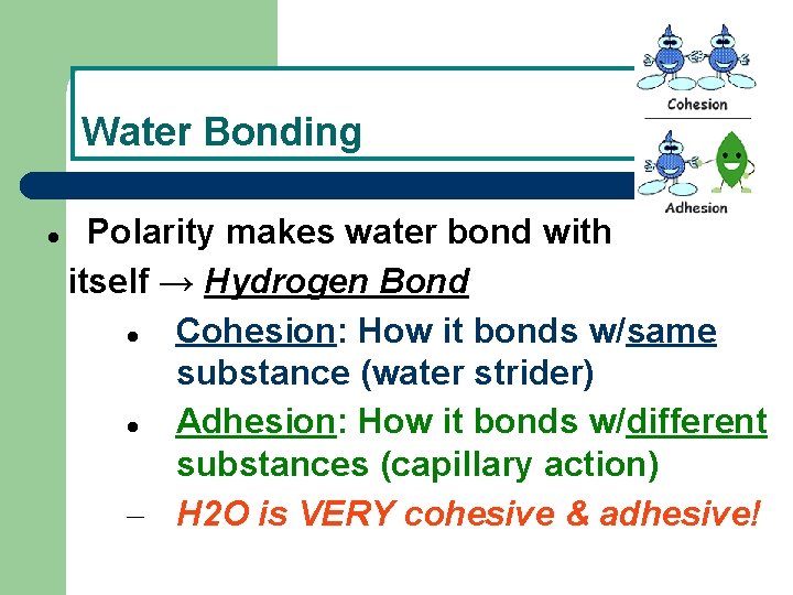Water Bonding Polarity makes water bond with itself → Hydrogen Bond Cohesion: How it