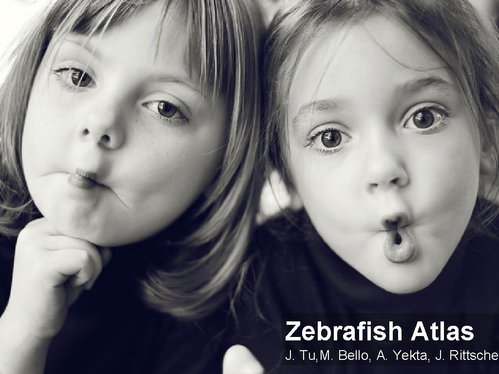 Zebrafish Atlas / ICVGIP 2010 / 05/05/12 J. Tu, M. Bello, A. Yekta, J.