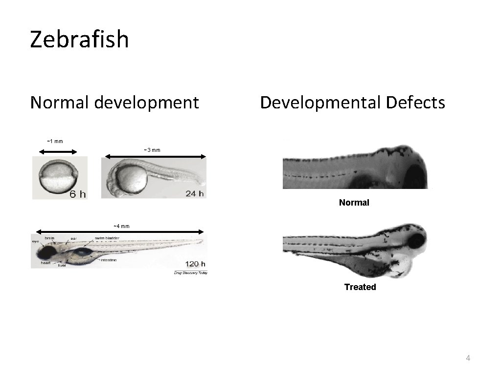 Zebrafish Normal development Developmental Defects ~1 mm ~3 mm Normal ~4 mm Treated 4