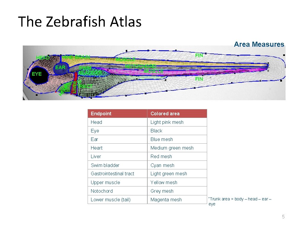 The Zebrafish Atlas Area Measures HEAD HIND BRAIN EAR SWIM BLADDER FIN GI TRACT