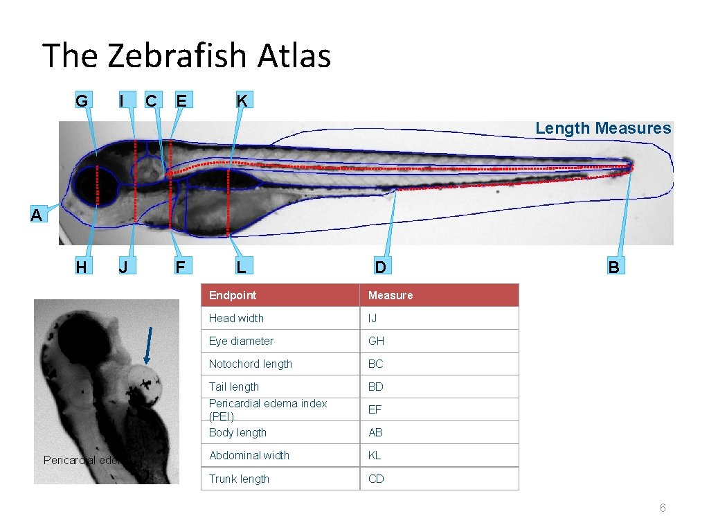 The Zebrafish Atlas G I C E K Length Measures A H J Pericardial