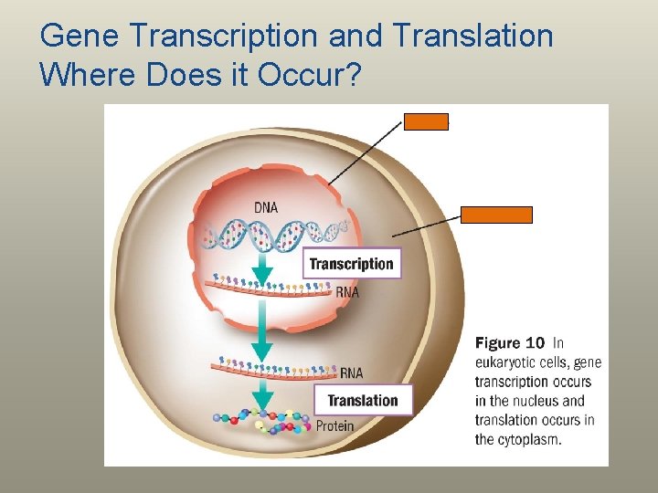Gene Transcription and Translation Where Does it Occur? 