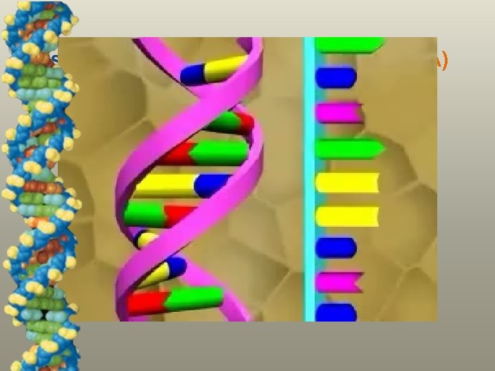 Visual Concept: Ribonucleic Acid (RNA) 