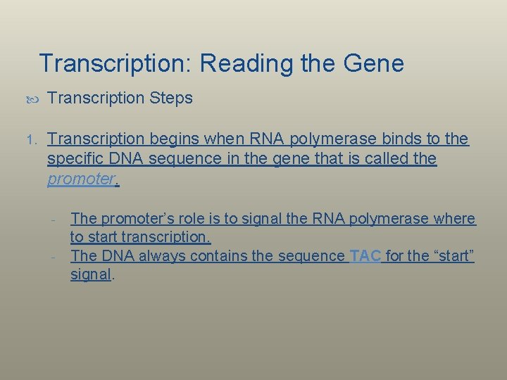 Transcription: Reading the Gene Transcription Steps 1. Transcription begins when RNA polymerase binds to