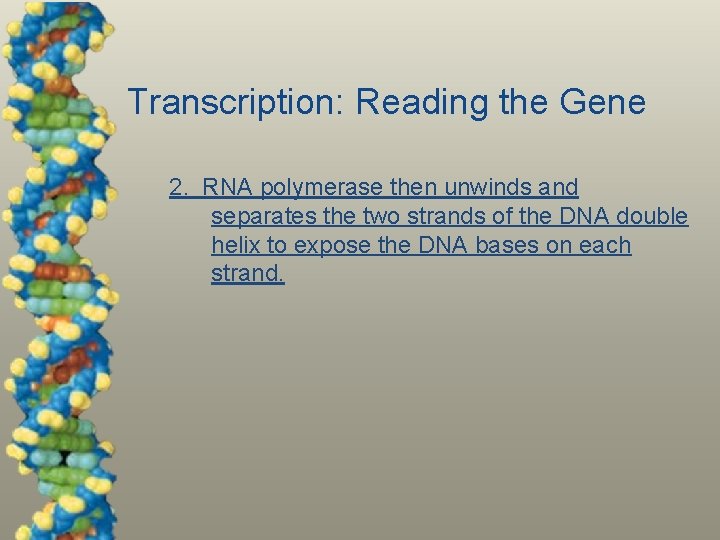 Transcription: Reading the Gene 2. RNA polymerase then unwinds and separates the two strands