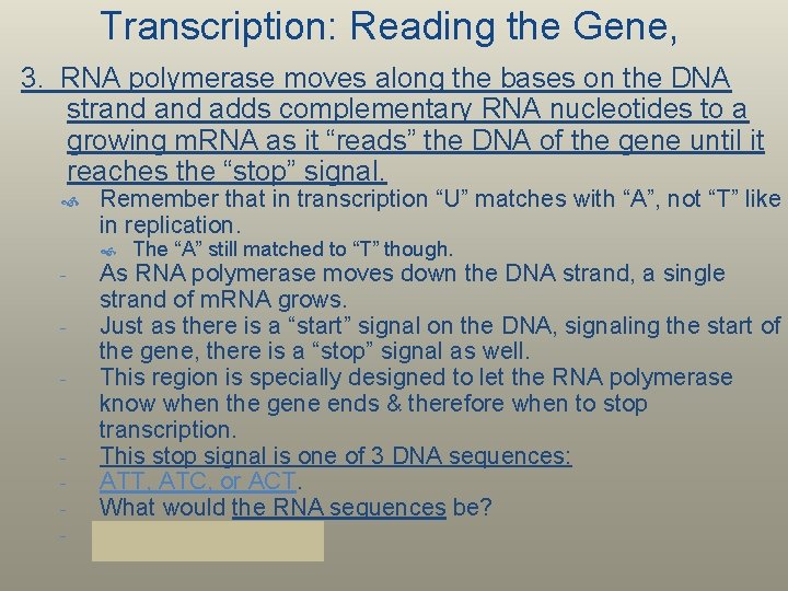 Transcription: Reading the Gene, 3. RNA polymerase moves along the bases on the DNA