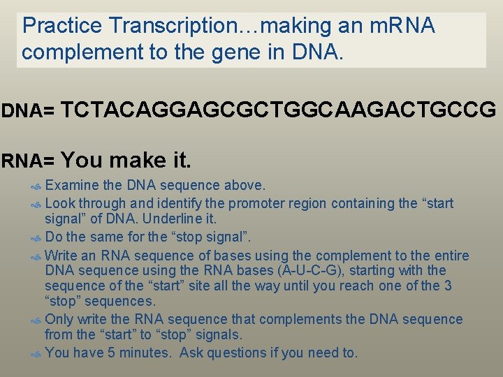 Practice Transcription…making an m. RNA complement to the gene in DNA= TCTACAGGAGCGCTGGCAAGACTGCCG RNA= You
