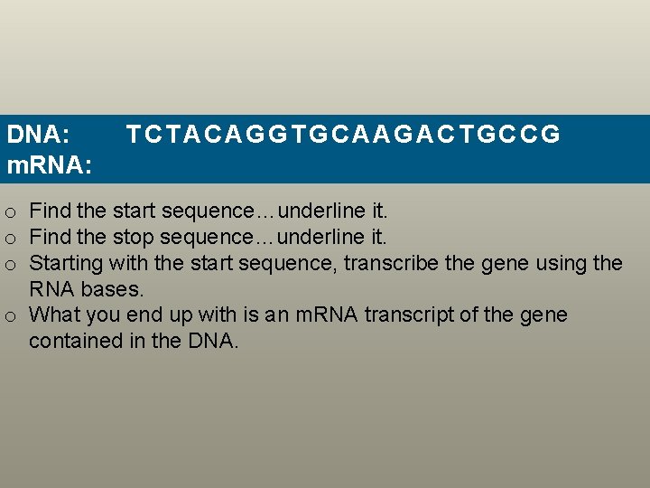 DNA: Practice… TCTACAGGTGCAAGACTGCCG m. RNA: o Find the start sequence…underline it. o Find the
