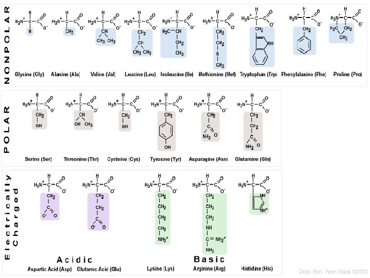 DNA, RNA, and Proteins Section 3 