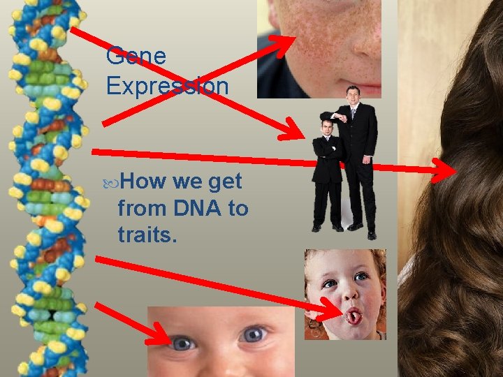 Gene Expression How we get from DNA to traits. 
