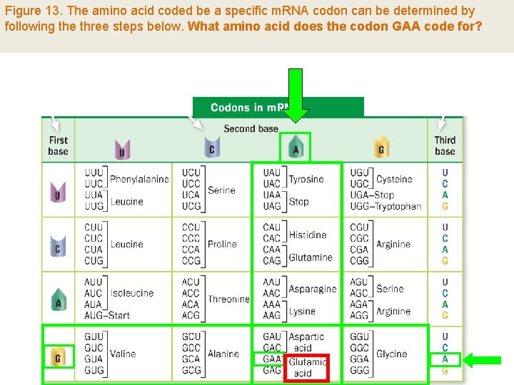 Figure 13. The amino acid coded be a specific m. RNA codon can be