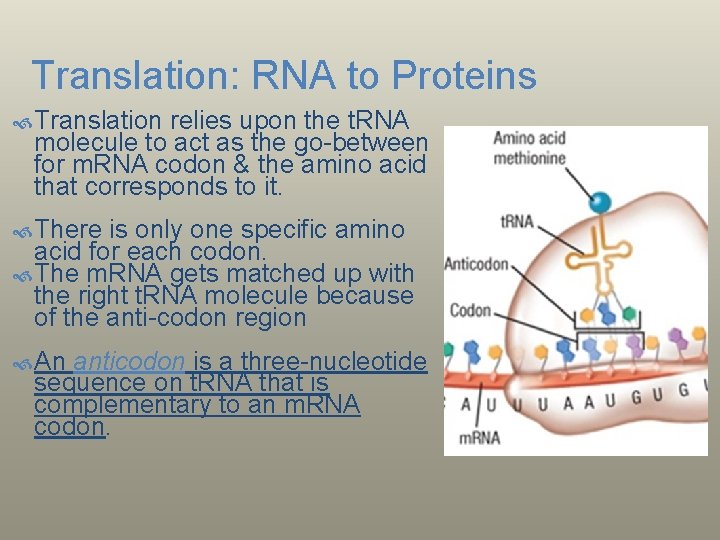 Translation: RNA to Proteins Translation relies upon the t. RNA molecule to act as