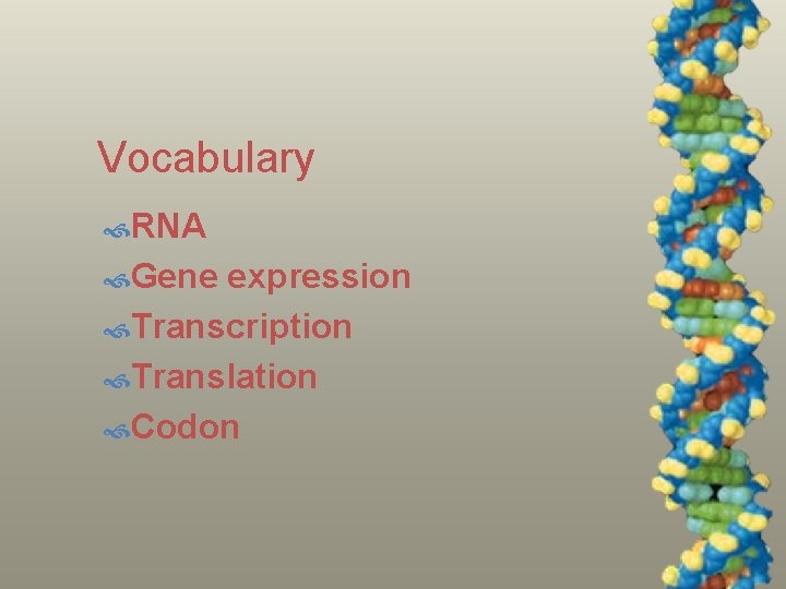 Vocabulary RNA Gene expression Transcription Translation Codon 