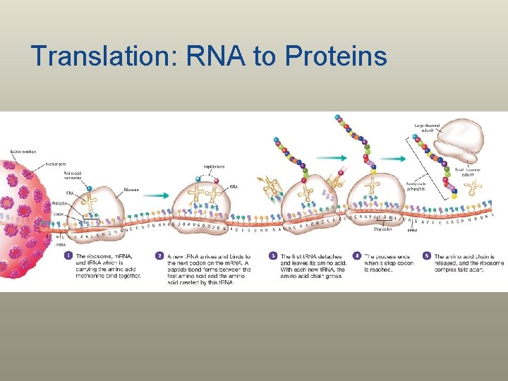 Translation: RNA to Proteins 