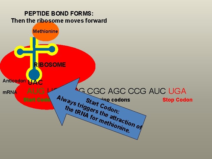 PEPTIDE BOND FORMS: Then the ribosome moves forward Methionine RIBOSOME Anticodon UAC m. RNA