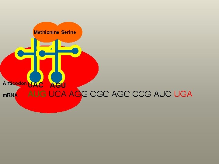 Methionine Serine Anticodon m. RNA UAC AGU AUG UCA AGG CGC AGC CCG AUC