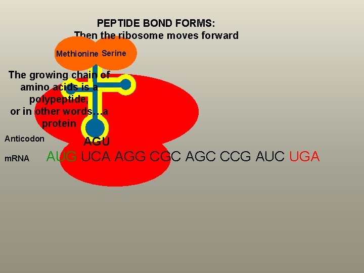 PEPTIDE BOND FORMS: Then the ribosome moves forward Methionine Serine The growing chain of