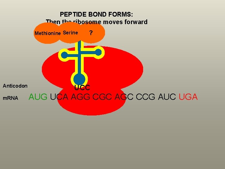 PEPTIDE BOND FORMS: Then the ribosome moves forward Methionine Serine Anticodon m. RNA ?