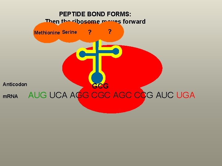PEPTIDE BOND FORMS: Then the ribosome moves forward Methionine Serine Anticodon m. RNA ?