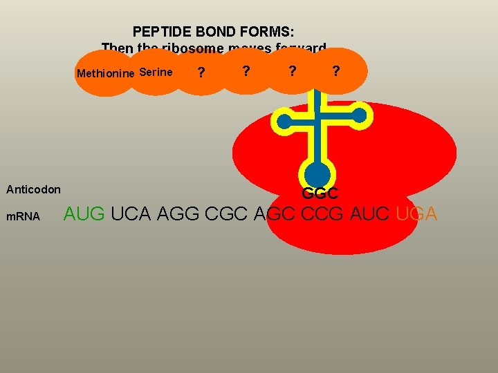 PEPTIDE BOND FORMS: Then the ribosome moves forward Methionine Serine Anticodon m. RNA ?