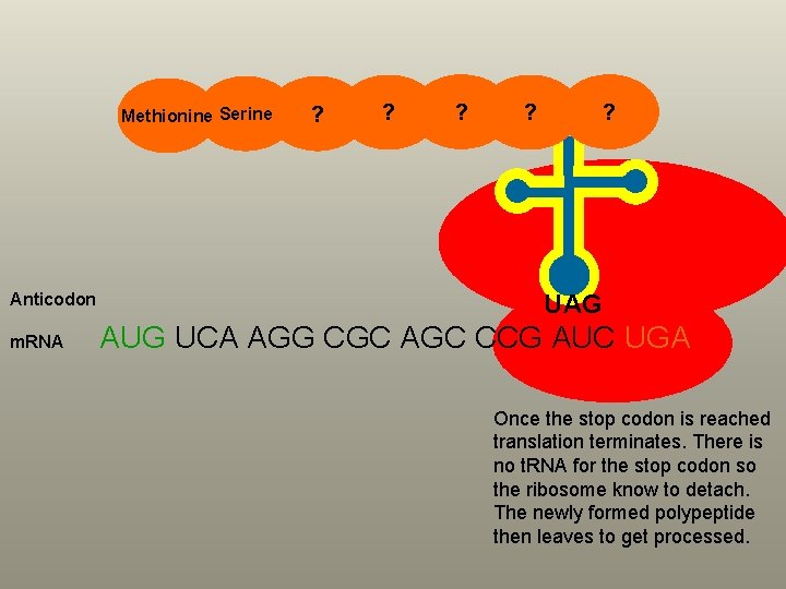 Methionine Serine Anticodon m. RNA ? ? ? UAG AUG UCA AGG CGC AGC