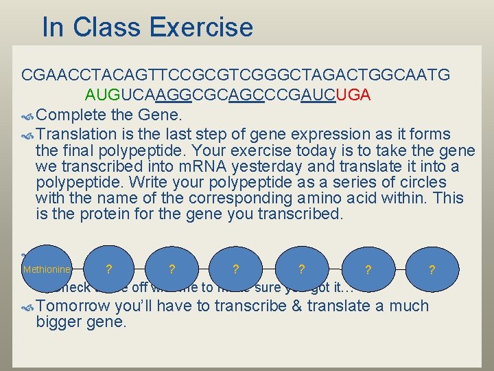In Class Exercise CGAACCTACAGTTCCGCGTCGGGCTAGACTGGCAATG AUGUCAAGGCGCAGCCCGAUCUGA Complete the Gene. Translation is the last step of