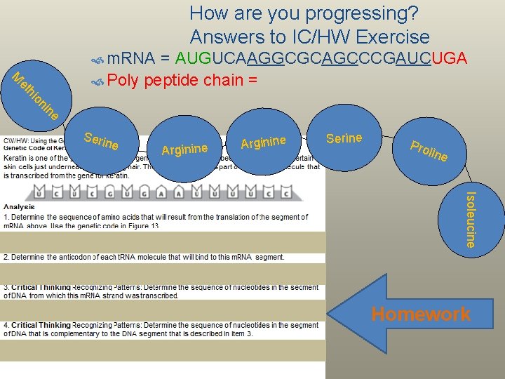 How are you progressing? Answers to IC/HW Exercise m. RNA M e in on