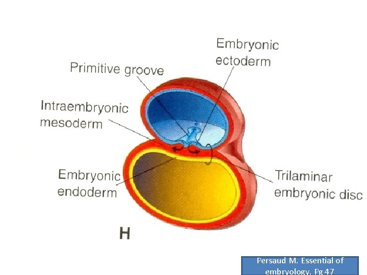 Persaud M. Essential of embryology. Pg 47 