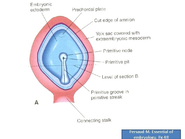 Persaud M. Essential of embryology. Pg 48 