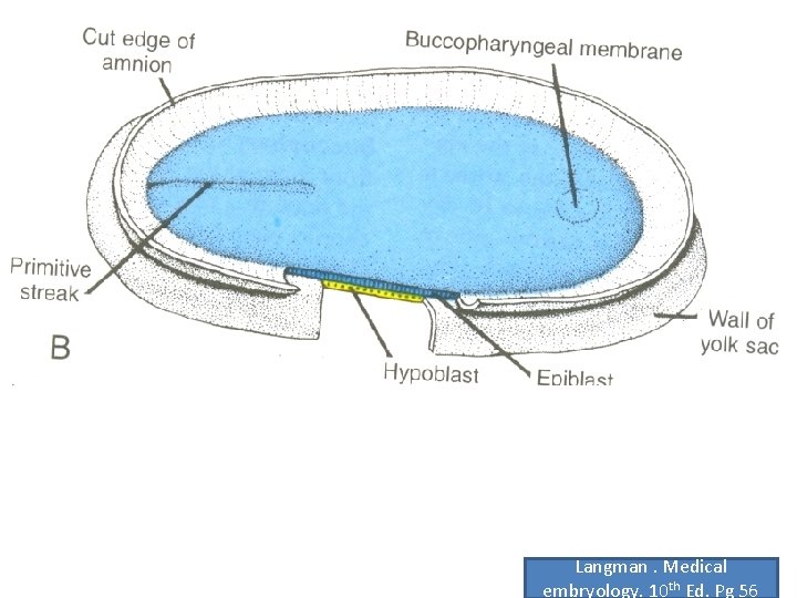 Langman. Medical embryology. 10 th Ed. Pg 56 