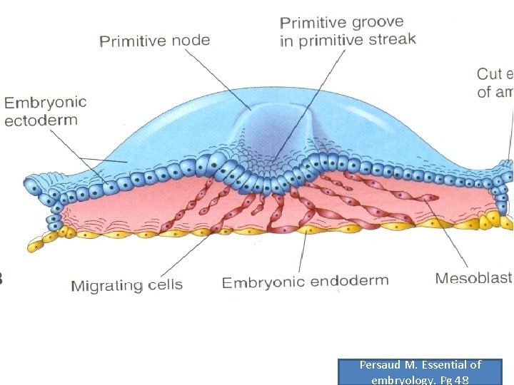 Persaud M. Essential of embryology. Pg 48 