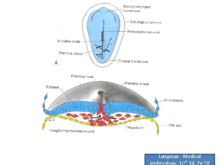 Langman. Medical embryology. 10 th Ed. Pg 58 