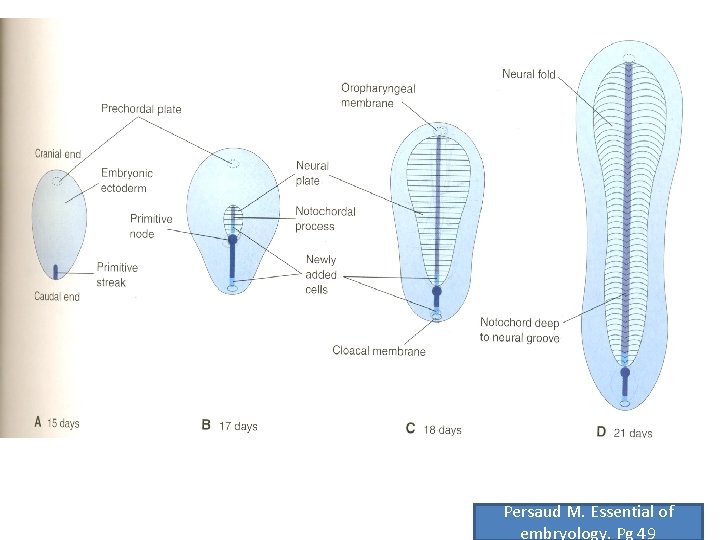 Persaud M. Essential of embryology. Pg 49 