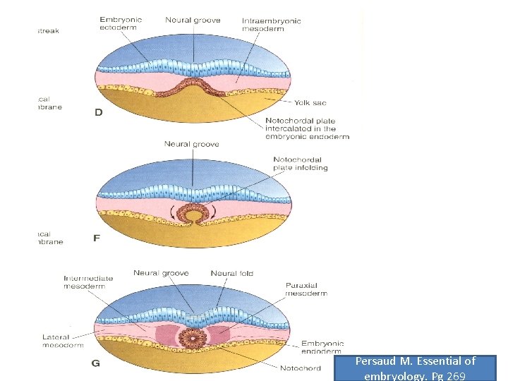 Persaud M. Essential of embryology. Pg 269 